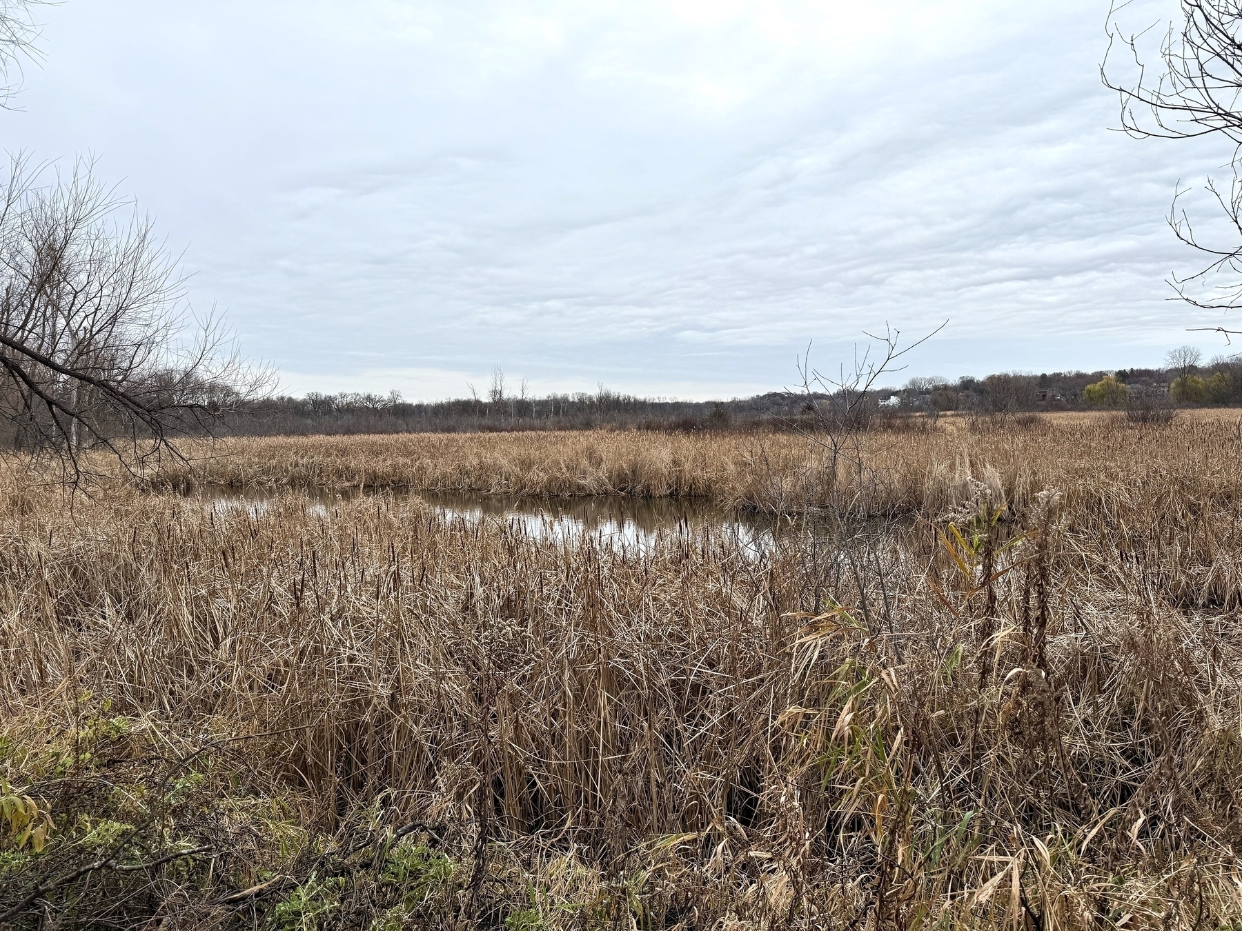 Tall, dry reeds stand around a small pond, surrounded by leafless trees and under a cloudy sky, creating a quiet, natural landscape.