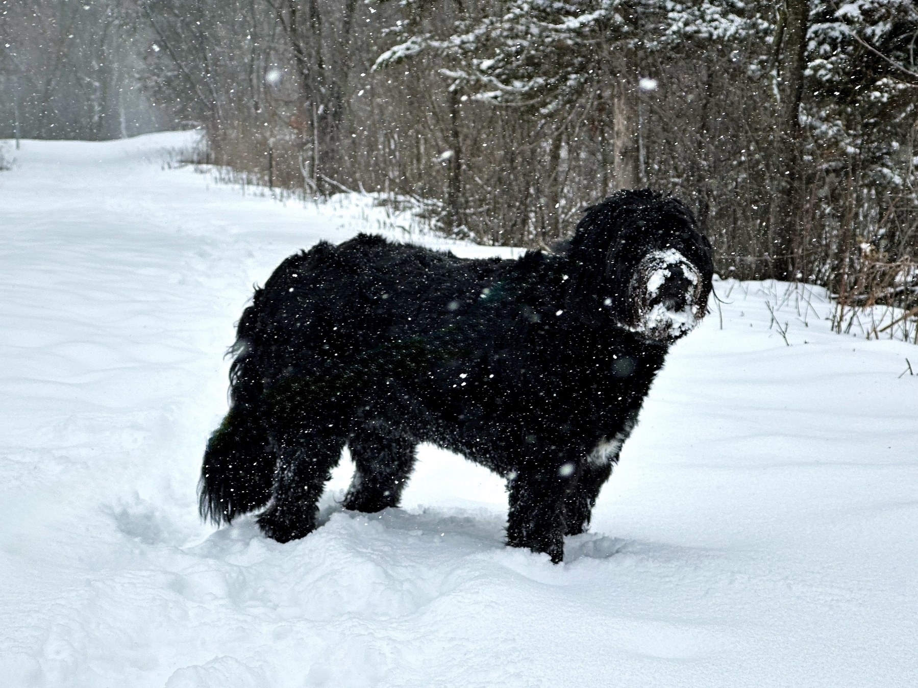 A black dog stands in snow, with light snowfall, surrounded by a forested area. Snowflakes are visible on its fur.